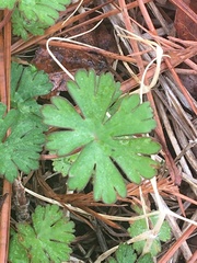 Geranium lucidum