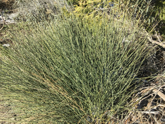 Ephedra nevadensis