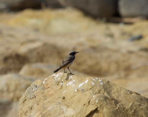 Oenanthe xanthoprymna