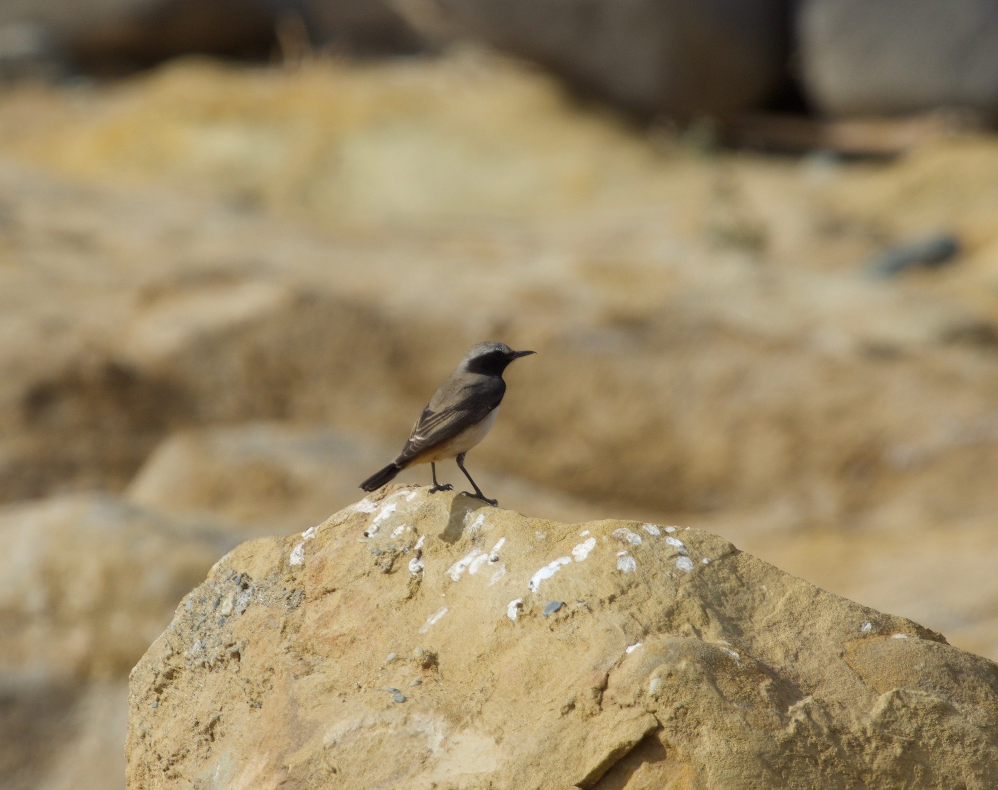 Kurdish Wheatear (Oenanthe xanthoprymna), photo 8