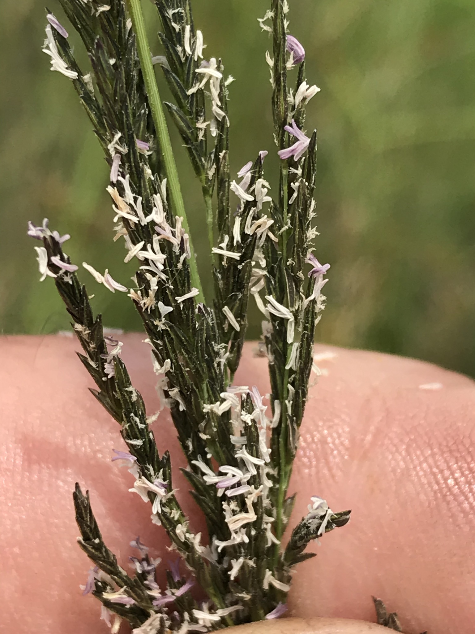 Eragrostis plana
