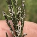 Eragrostis plana - Photo (c) David Hoare, algunos derechos reservados (CC BY-NC), subido por David Hoare