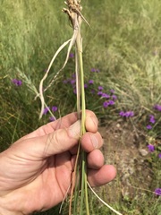 Eragrostis plana