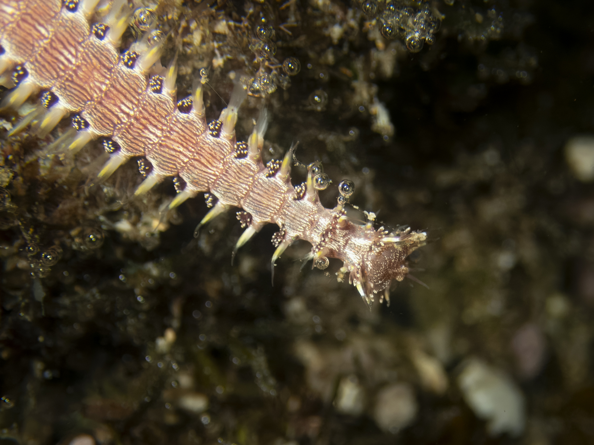 Pherecardia striata (Kinberg, 1857)