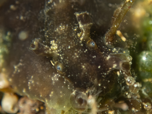 Dolabrifera dolabrifera observed 2026-01-28
