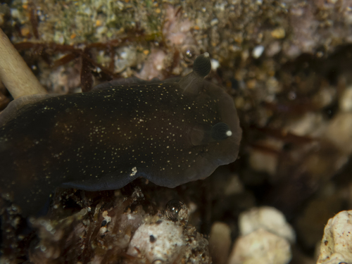 Dendrodoris nigra, 2026-01-28