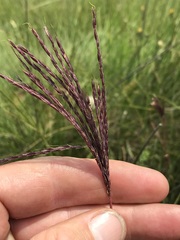 Andropogon appendiculatus