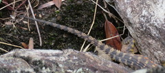 Pseudocordylus microlepidotus