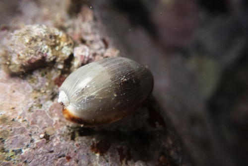 Cypraea isabella observed 2026-01-28