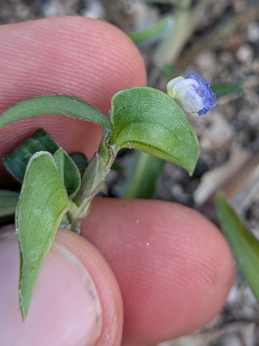 Commelina rebmanii (Commelina rebmanii)