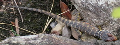 Pseudocordylus microlepidotus