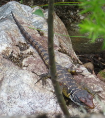 Pseudocordylus microlepidotus