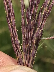 Andropogon appendiculatus