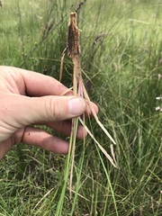Andropogon appendiculatus