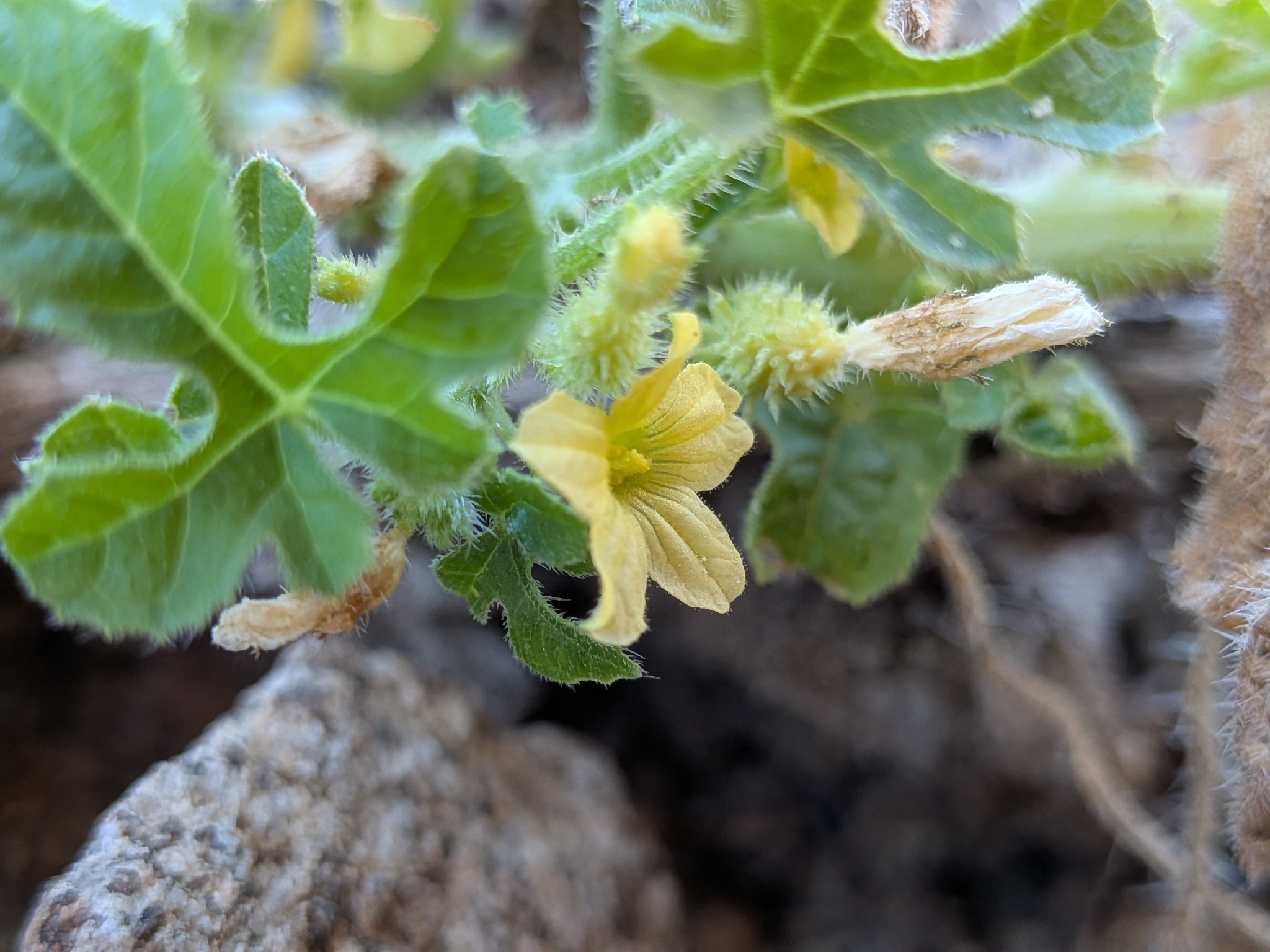West Indian Gherkin (Cucumis anguria)