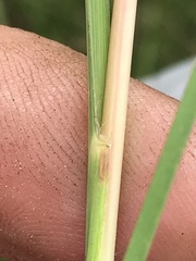 Andropogon appendiculatus
