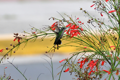 Garden Emerald photo 4