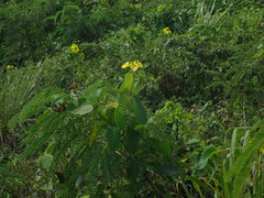 Stigmaphyllon emarginatum