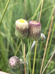 Erigeron primulifolius