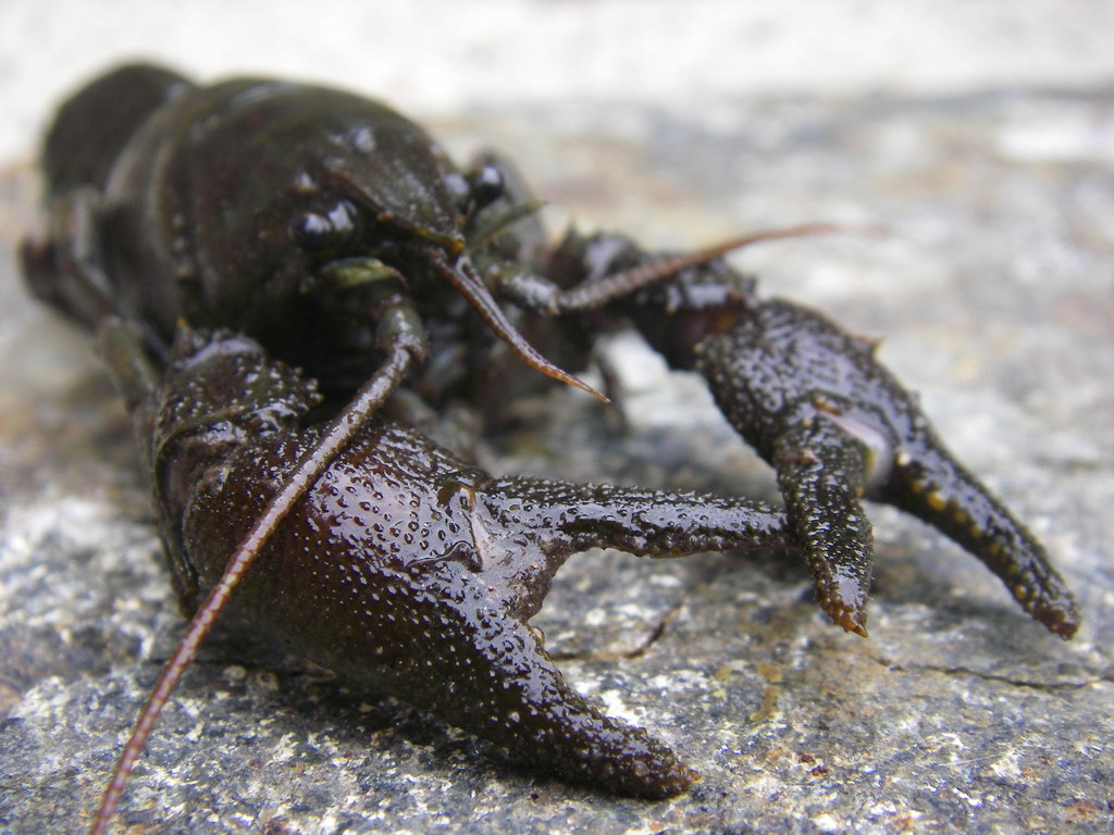 White-clawed Crayfish