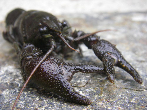 White-clawed Crayfish