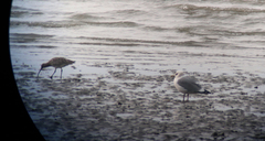 Larus argentatus vegae