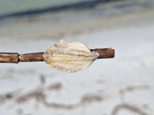 Crassostrea virginica