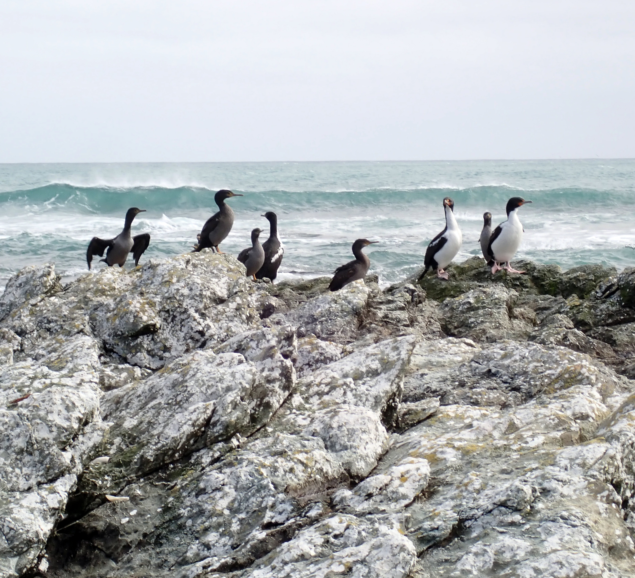 Pitt Shag (Phalacrocorax featherstoni), photo 9