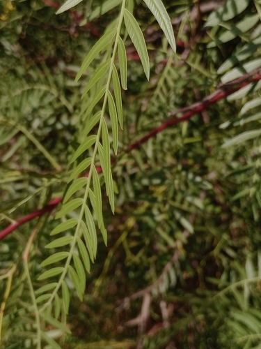 Schinus areira