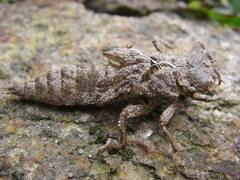 Cordulegaster boltonii