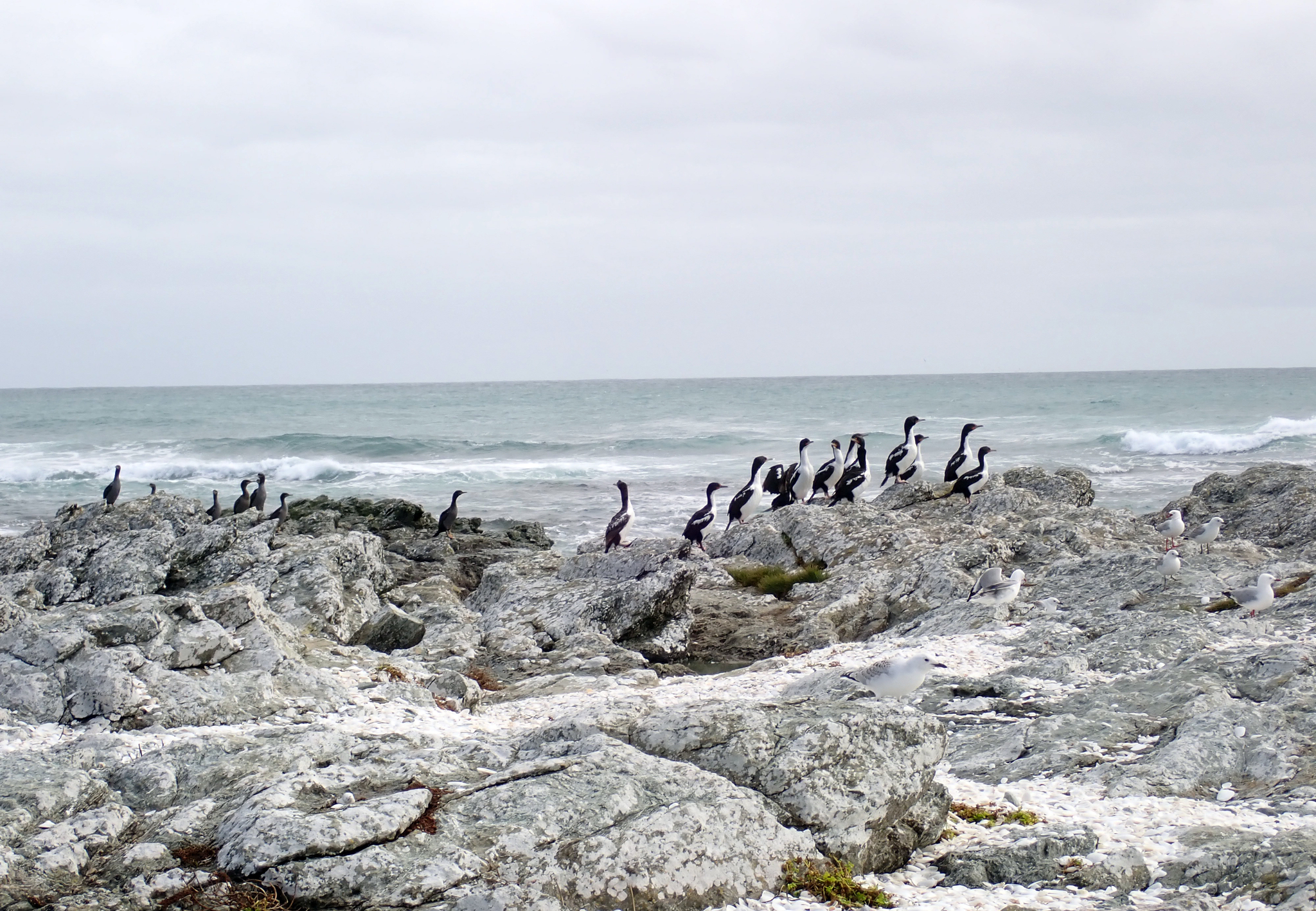 Pitt Shag (Phalacrocorax featherstoni), photo 10