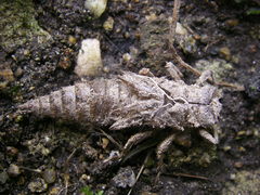 Cordulegaster boltonii