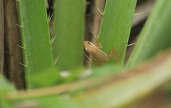 Scinax squalirostris