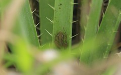 Scinax squalirostris