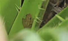 Scinax squalirostris