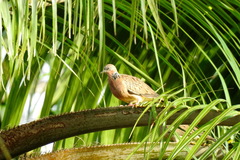 Streptopelia chinensis