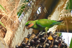 Psittacula longicauda