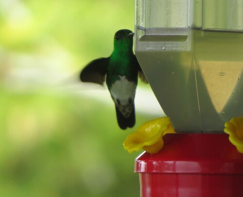 Snowy-bellied Hummingbird (Saucerottia edward)