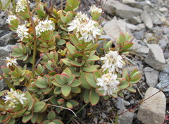 Veronica pinguifolia