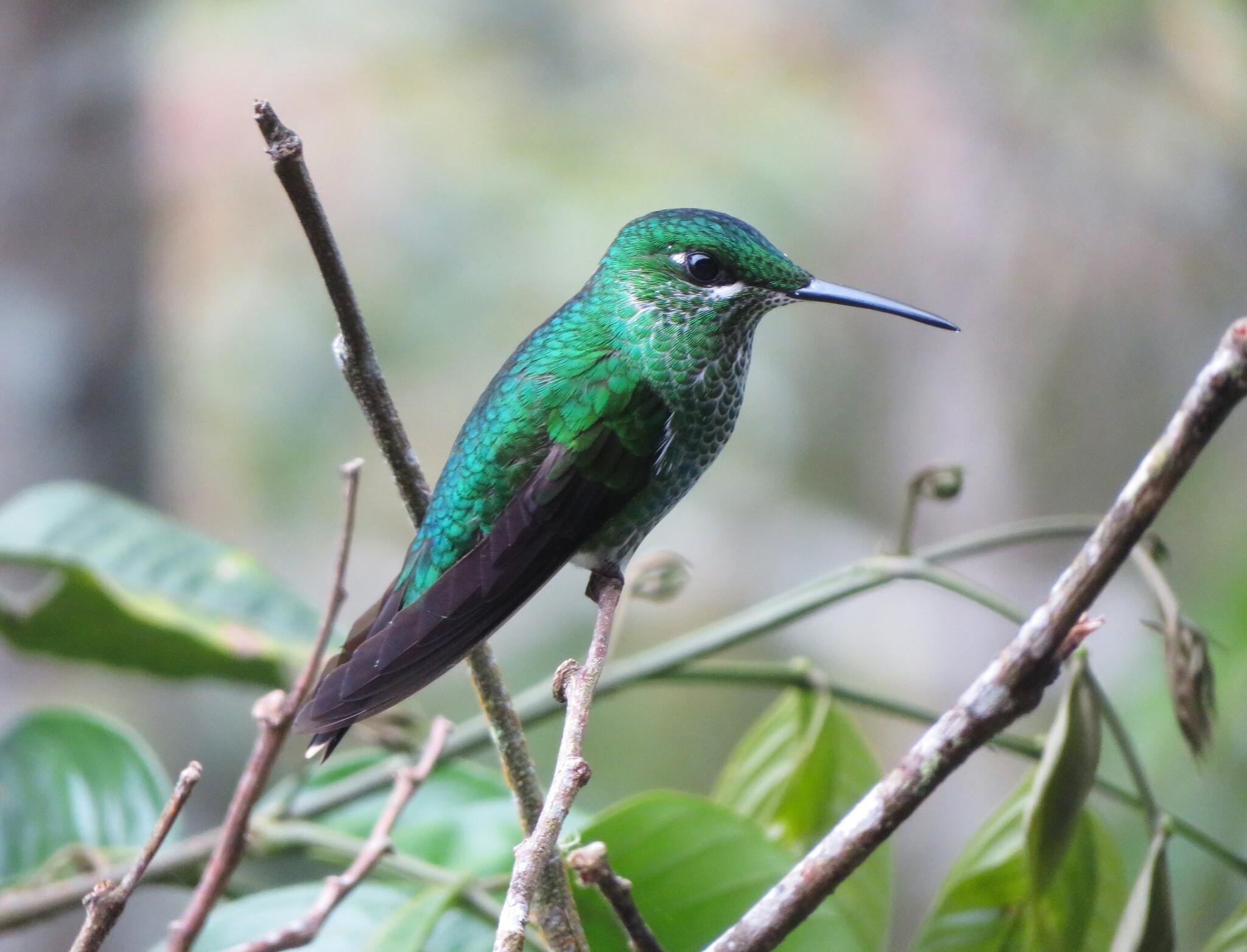 Green-crowned Brilliant (Heliodoxa jacula), photo 8