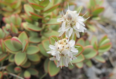 Veronica pinguifolia
