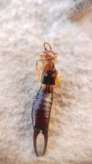 Forficula smyrnensis