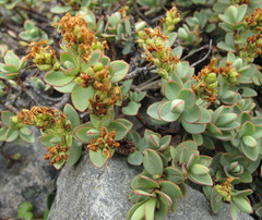 Veronica pinguifolia