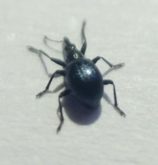 Eutrichapion arrogans