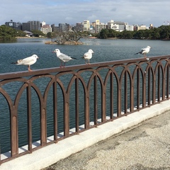 Chroicocephalus ridibundus