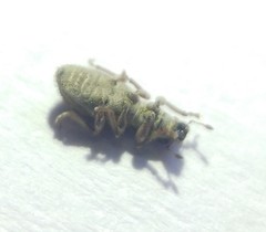 Sitona macularius