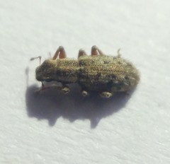 Sitona macularius