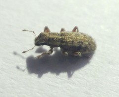 Sitona macularius
