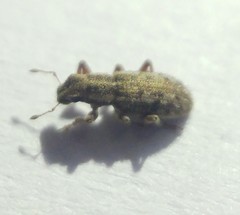 Sitona macularius