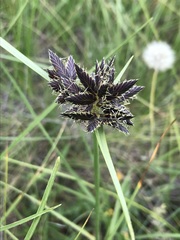 Cyperus macranthus